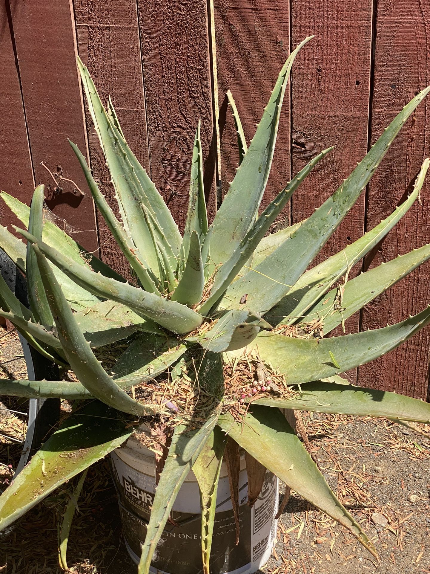 Aloe