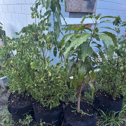 Mango, Star Fruit Plant For Sale