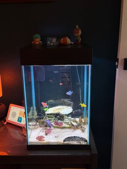 10 gallon aquarium