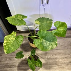 Variegated Alocasia Gageana 