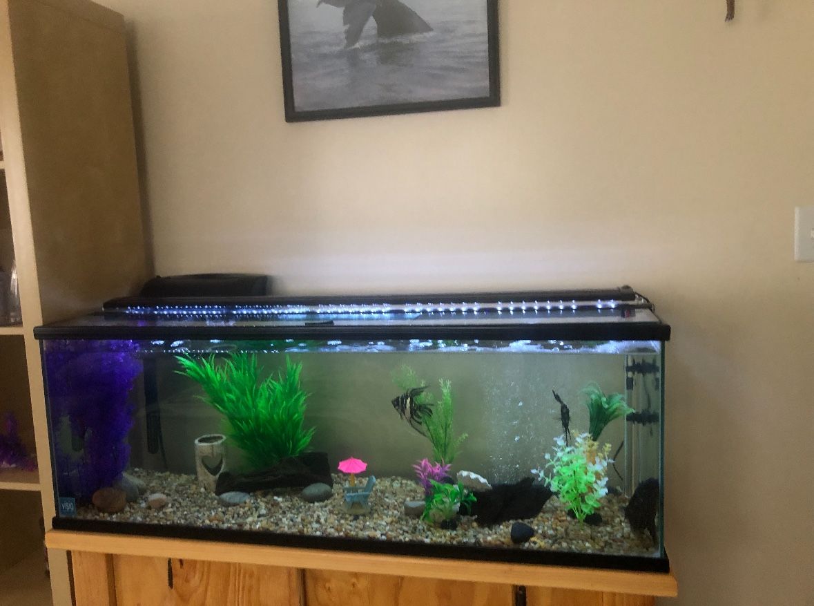 60 Gallon Fish Tank With Stand And Accessories