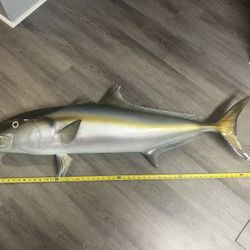 Amberjack Wall Art 