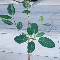 Audrey Ficus Tree