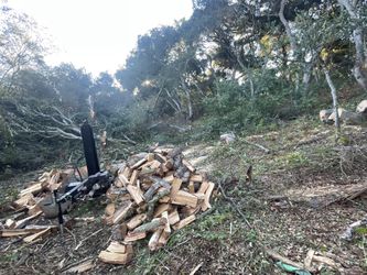 Red Oak! Green Fresh Cut 