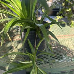 Spider Plant $5