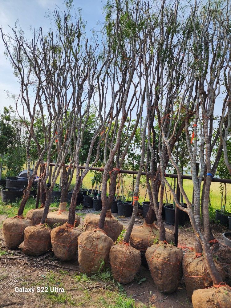 Arboles De Mesquite 13ft Tall De Bola