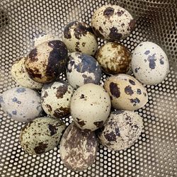 Coturnix Quail Eggs - Trứng Cút 
