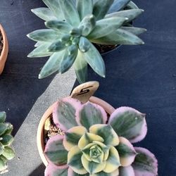 SUCCULENT SALE THIS WEEK IN SAN LORENZO..HUNDREDS TO CHOOSE FROM..THIS WEEK 