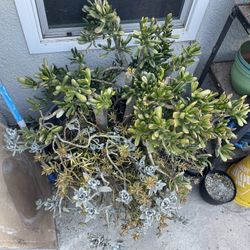 Free Large Plant Arrangement Includes Pot