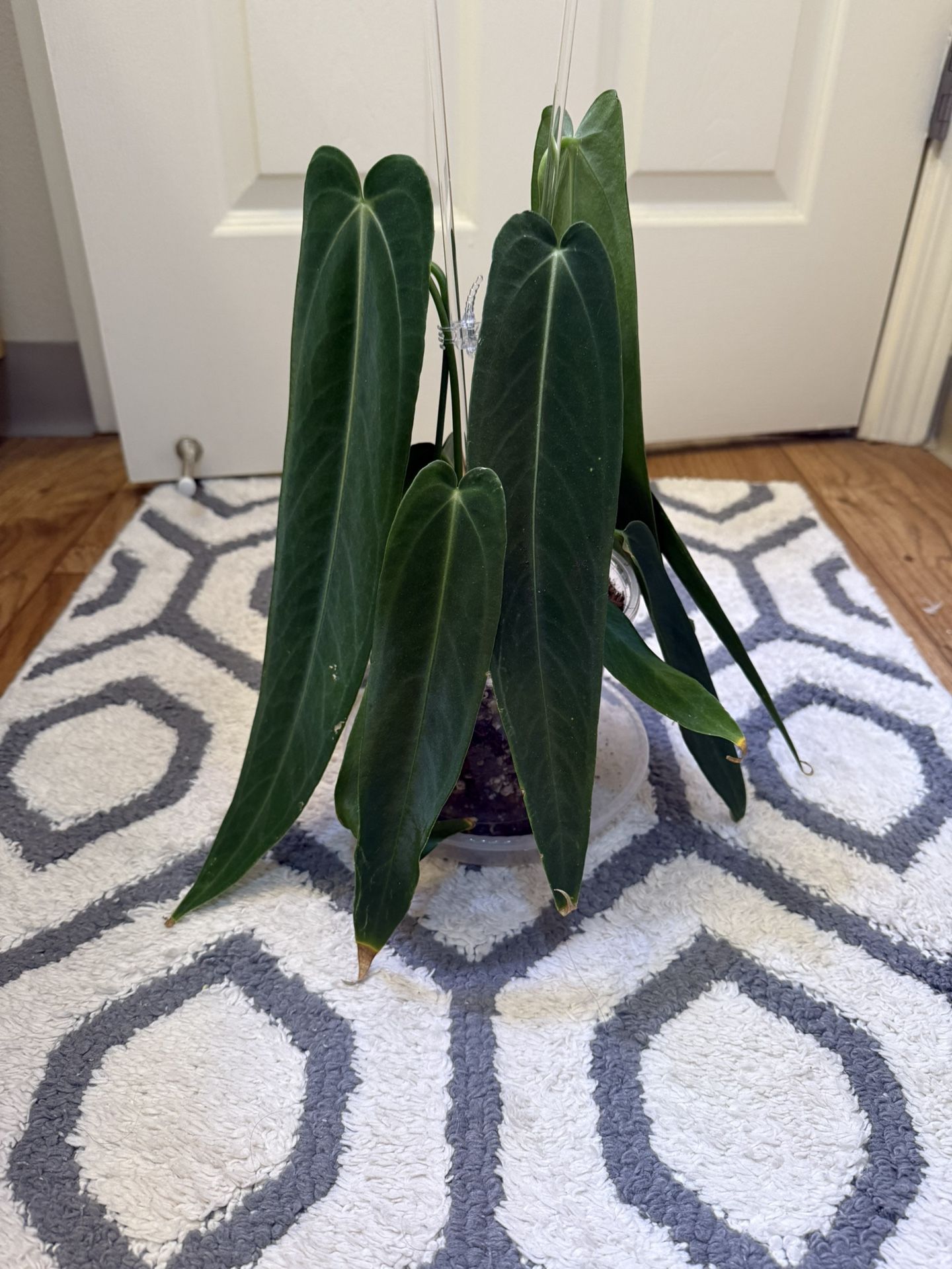 Anthurium warocqueanum Esmeralda