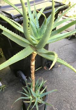 Aloe Vera plant in pot decorative green all year has red flowers