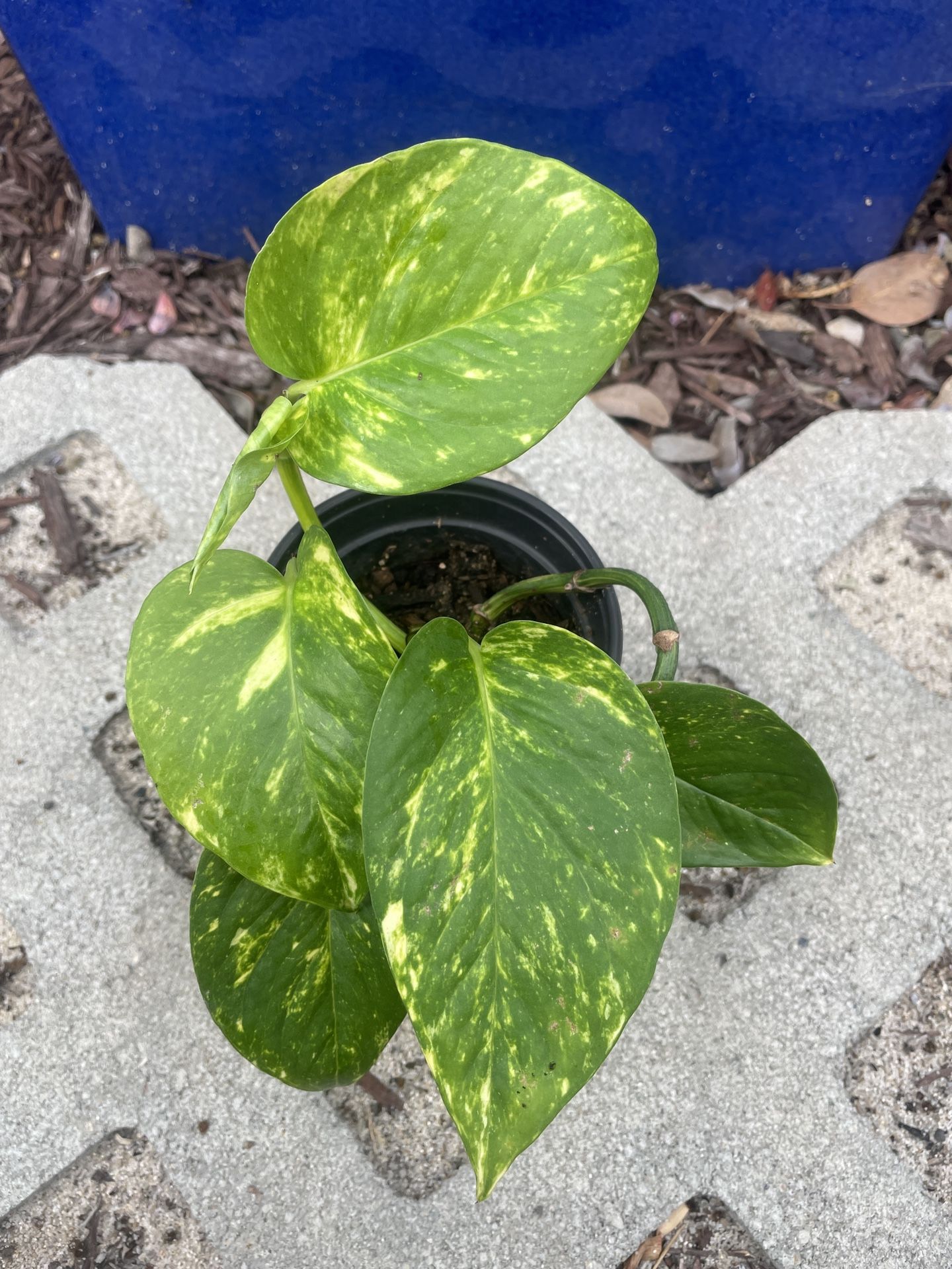 Marbled Pothos Plant