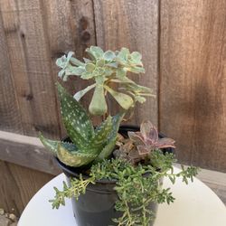 Succulent Plant Mix 