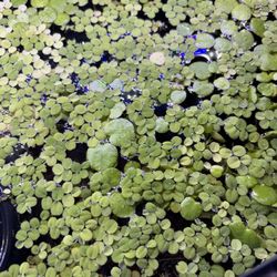 Floating Aquarium Plants Salvinia Minima Water Spangles