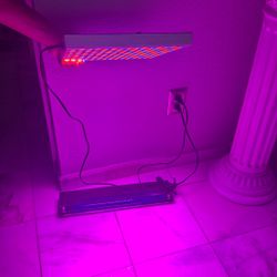 Grow Light And Black Light 
