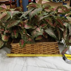 Beautiful Fake Plants In Wicker Basket