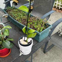 Queene Of The Night Plant