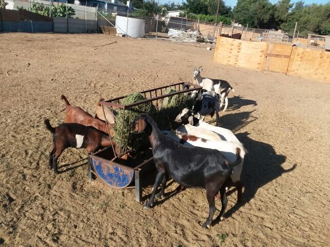 Chivos de venta, baratos de diferente precios, gordos, bor con nubia