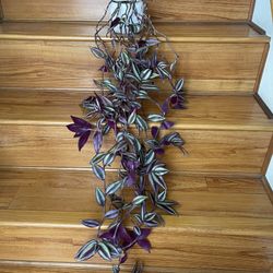 Tradescantia Zebrina Plant 