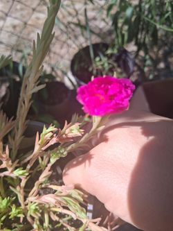 Pink flower