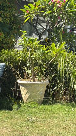 plumeria cutting with vase