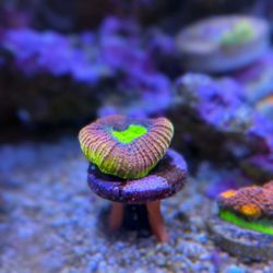 Decorating Coral