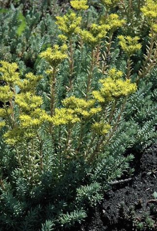 Blue Spruce Sedum Ground Covered Plants Homegrown