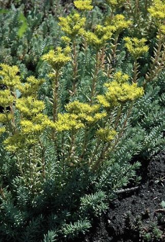 Blue Spruce Sedum Ground Covered Plants Homegrown 