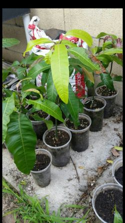 Mango trees