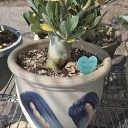Thai Arabicum Desert Rose