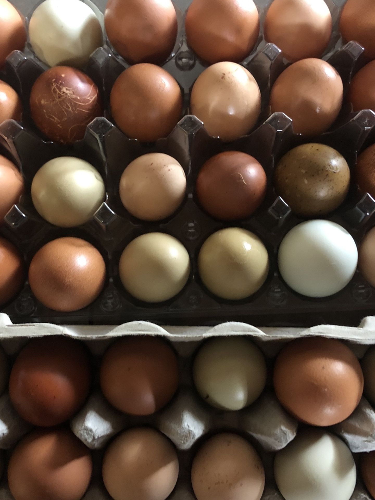 Farm Fresh Eggs