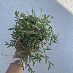Ruby Necklace Succulent Plant