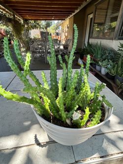 Huernia schneideriana plant