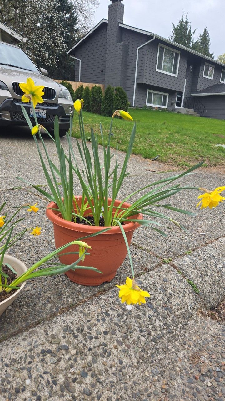 Large Pot With Daffodile Plants