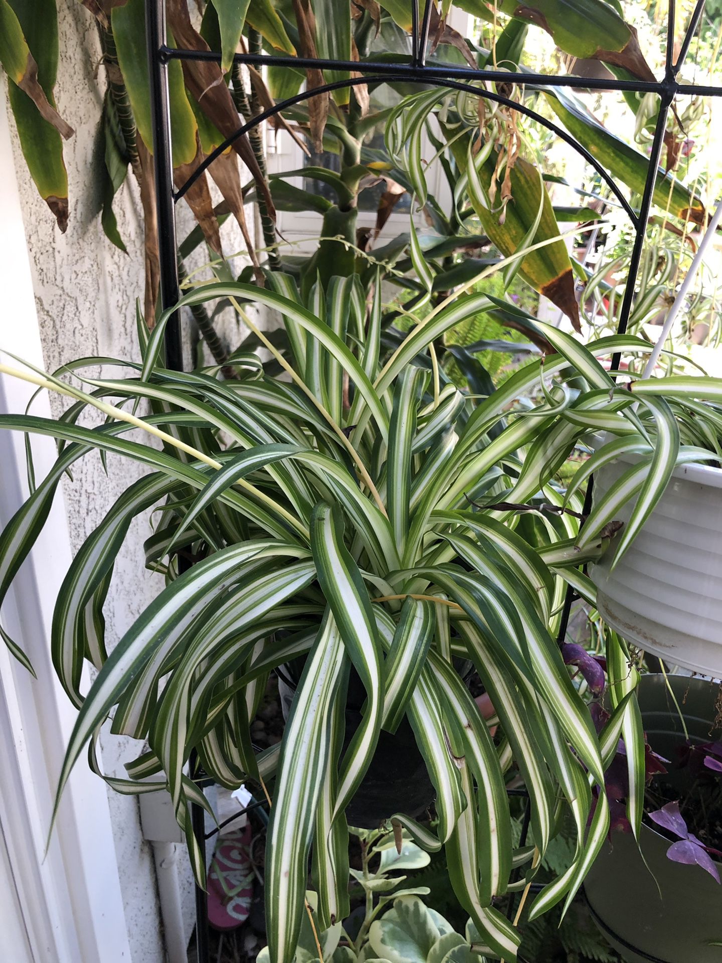 Spider plant with plenty of plant shoots