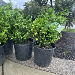 3G Boxwood: Wintergreen