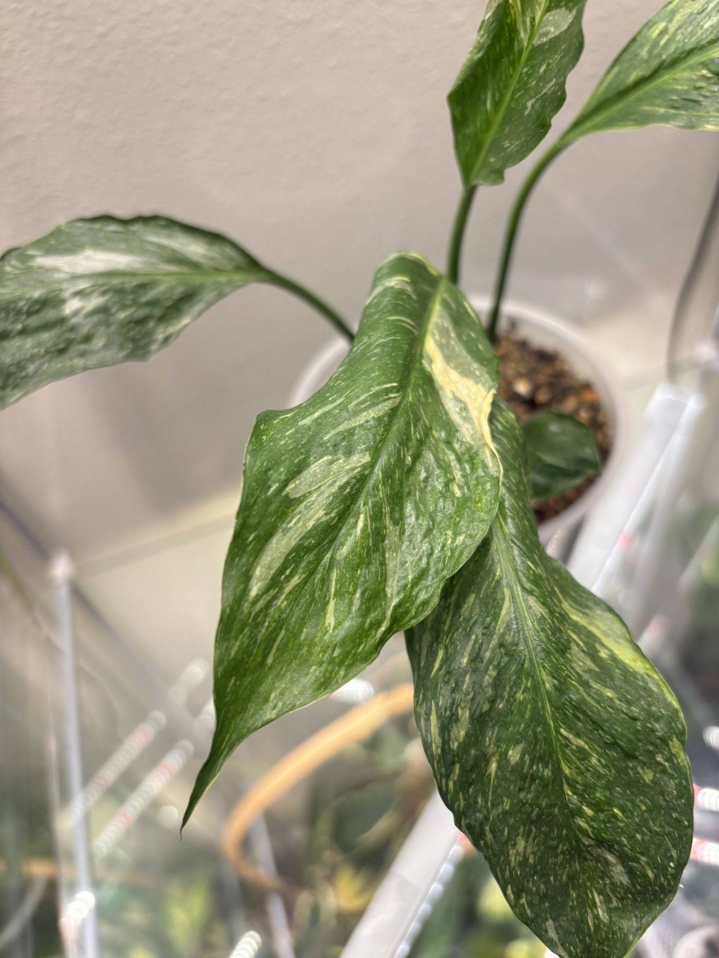 Variegated Spatiphillum Domino