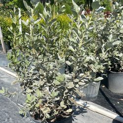 Silver Buttonwood - 3gl