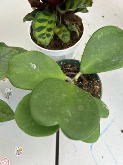 Hoya Heart plant for Sale