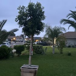 Indian Laurel