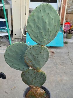 Planta de Nopal