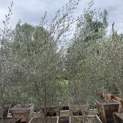 Wilsonii Olive Multi Trunks