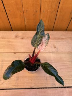 Philodendron Pink Birkin 4” pot (#1)