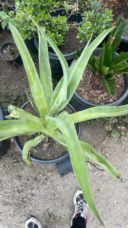 Agave vilmoriniana ( octopus agave)