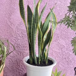 36” Tall Snake Plant Indoor