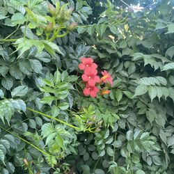 Red Trumpet Vine