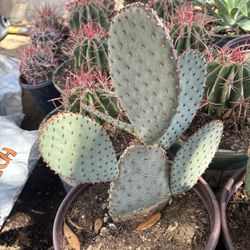 Prickley Pear Cactus