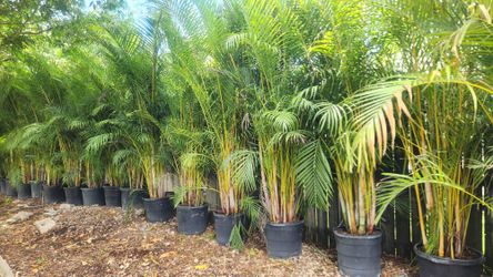 Beautiful Arecas Palms About 8 Feet Tall For Just $80 Instant Privacy Plants Green Fencing Privacy Hedges 