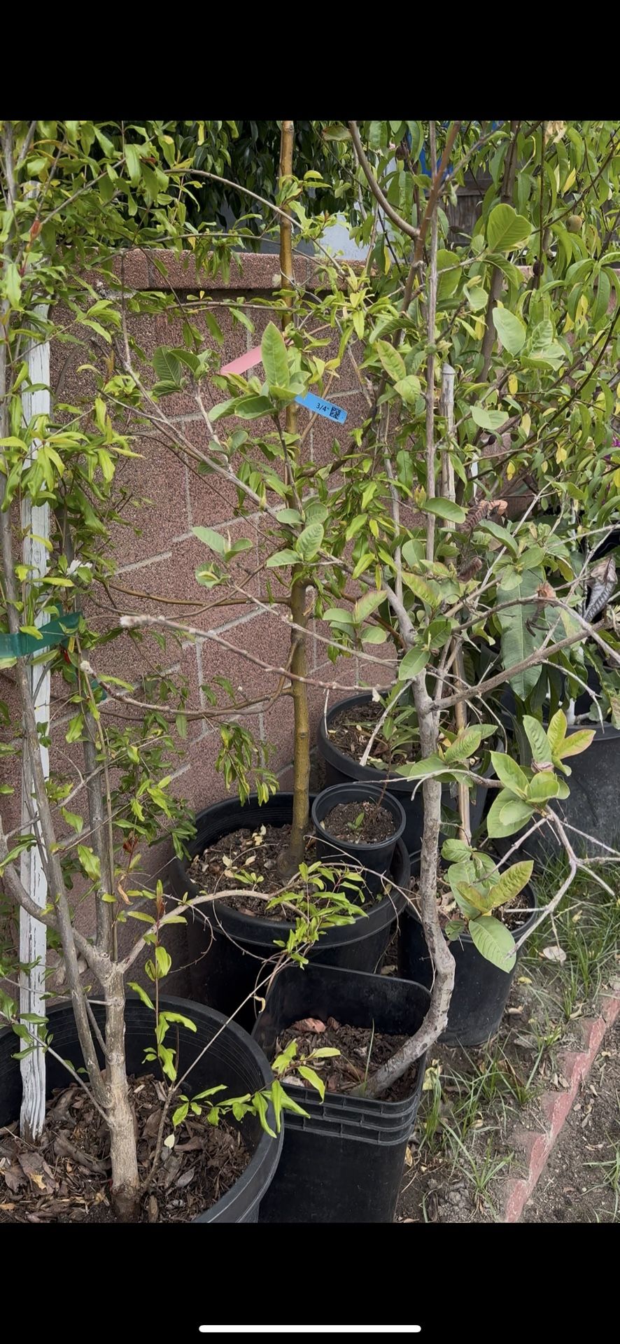 Fruit Trees for Sale — Sweeten Your Space! In-Person Delivery & Landscaping Available Grow Your Own Paradise — One Tree at a Time Add beauty, bounty,