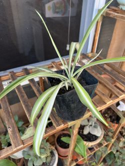 Spider Plant 